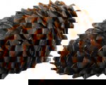 Tannenzapfen