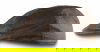 Scippis Australian Adventure W ...